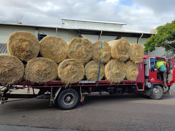 hay-livestock-feed-gympie-community-group